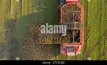 Über der Draufsicht bei Landmaschinen wird der Erntemaschine zum Schneiden und Ernten reifer Zuckerrübenwurzeln entladen und frisch geerntete Carg übertragen Stockfoto