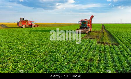 Oben Ansicht auf zwei Landmaschinen, Erntemaschinen als Schneiden und Ernte zusammen Reifen Rübenwurzeln auf dem Bauernhof, Teamwork. Stockfoto