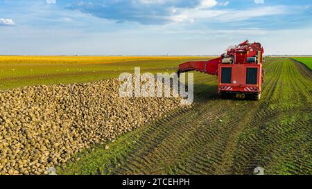 Über dem Rollwagen wird die Umlaufbahn um den Erntemaschine zum Schneiden und Ernten reifer Zuckerrübenwurzeln entladen, wobei frisch geerntete Fracht über Co übertragen wird Stockfoto