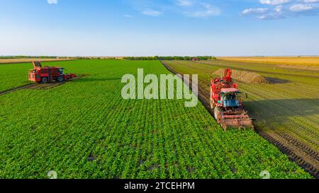 Oben Ansicht auf zwei Landmaschinen, Erntemaschinen als Schneiden und Ernte zusammen Reifen Rübenwurzeln auf dem Bauernhof, Teamwork. Stockfoto