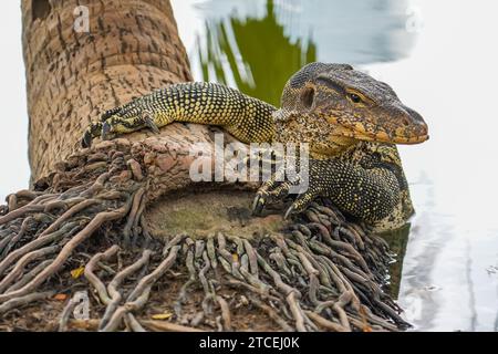 Warane am Ufer kletterten aus dem Teich auf die Wurzeln eines Palmen Stadtparks in Thailand Stockfoto