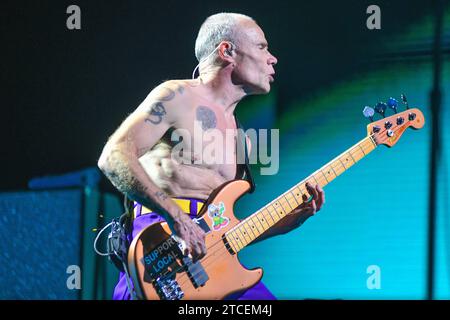 Floh (Bass) Red Hot Chili Paprika. Lebt in Buenos Aires, Argentinien Stockfoto