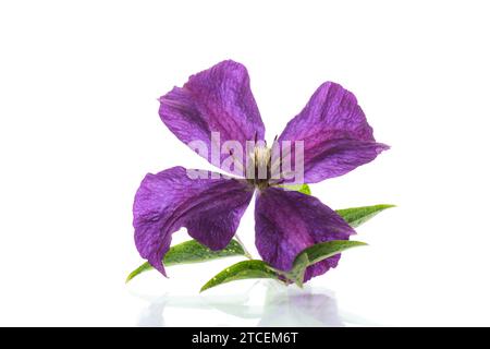 Lila schöne einzelne Clematis Blume, isoliert auf weißem Hintergrund. Stockfoto