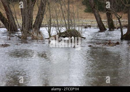 Tanne, Deutschland. Dezember 2023. Überflutete Wiesen im Oberharz bei Tanne. Die Warme Bode hat die Meldegrenze überschritten und ihre Banken geplatzt. Derzeit gibt es Hochwasserwarnungen für mehrere Flüsse in Sachsen-Anhalt, Alarmstufe 2. Quelle: Matthias Bein/dpa/Alamy Live News Stockfoto