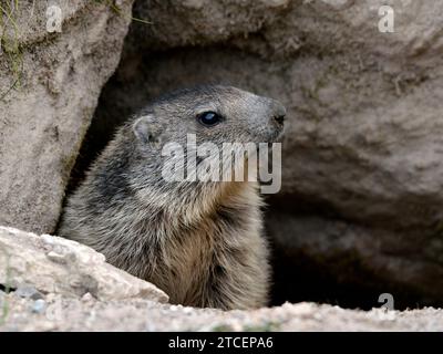 Junges Alpenmurmeltier (Marmota marmota), das seinen Kopf aus seiner Höhle sticht Stockfoto