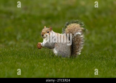 Eichhörnchen auf dem grünen Gras mit einer Nuss in den Pfoten Stockfoto