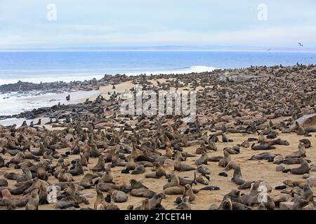 Cape Fur Seal Reserve viele tausend pf Seehunde kommen hierher, um zu gebären. Es kann ein deprimierender Ort sein, an dem viele tote Robbenwelpen von ihrer Mutter entfremdet sind Stockfoto