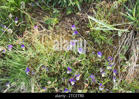 Wilde Stiefmütterchen (Viola tricolor) in Hole, im Dorf Geiranger in der Region Sunnmøre Møre og Romsdal, Norwegen Stockfoto