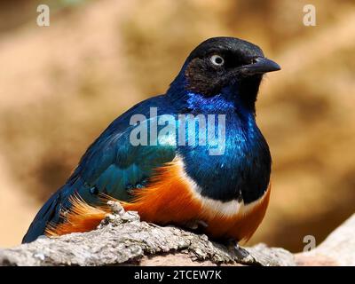 Super Starling (Lamprotornis Superbus) sitzt auf einem Zweig von vorne gesehen Stockfoto