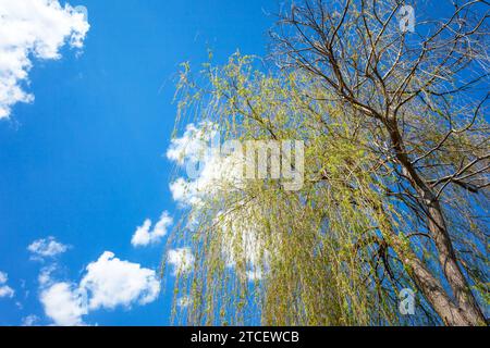 Krone einer großen Weide vor einem blauen Himmel mit weißen Wolken mit Platz für Text, Blick auf den Tag des Frühlings Stockfoto