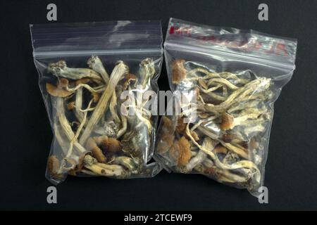 PSILOCYBE CUBENSIS „ZAUBERPILZE“ – GETROCKNET Stockfoto