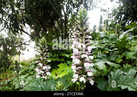 Ein Nahfoto von hohen, spitzen weißen Blüten, die aus einem üppigen, grünen Laub auftauchen. Die Blüten haben eine charakteristische röhrenförmige Form mit mehreren Deckblättern Stockfoto