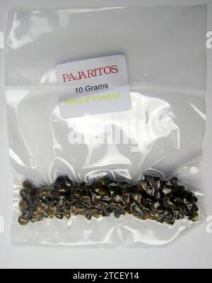 Psilocybe pajaritos - magische Trüffel [Sklerotien der Psilocybin-Pilze] - MAGISCHE PILZE Stockfoto