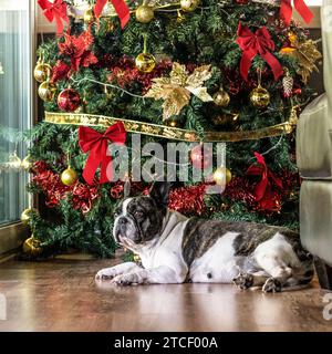 Süßer Hund, der neben einem weihnachtsbaum liegt Stockfoto