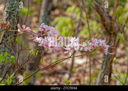 Teilbetrachtung von Zweigen eines wilden Azaleenbusches, die im Frühling im Wald hell rosa Blüten blühen Stockfoto