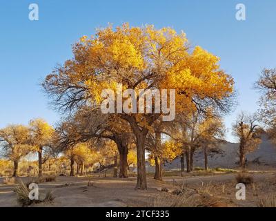 Populus euphratica oder Wüstenpappelbäume und ihre leuchtenden Herbstfarben bieten viele malerische Ausblicke in einer Wüstenoase der Inneren Mongolei. -02 Stockfoto