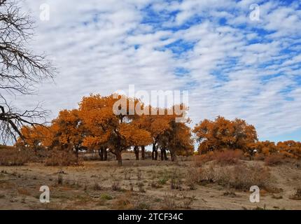 Populus euphratica oder Wüstenpappelbäume und ihre leuchtenden Herbstfarben bieten viele malerische Ausblicke in einer Wüstenoase der Inneren Mongolei unter Stockfoto
