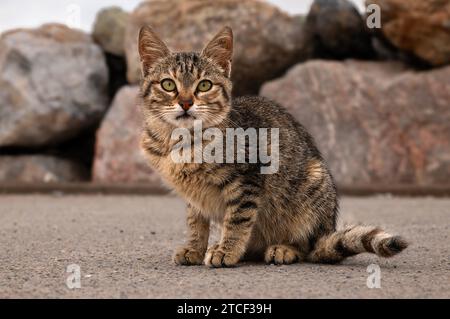 Kätzchen posiert für die Kamera Stockfoto