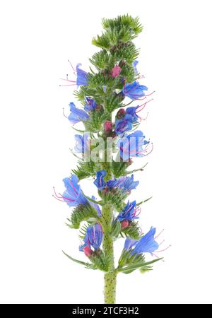 Viper's Bugloss isoliert auf weißem Hintergrund, Echium vulgare Stockfoto