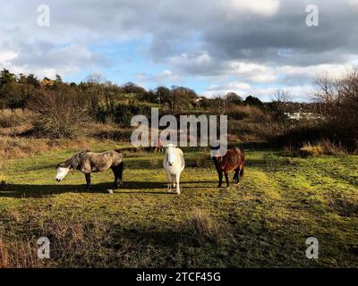 Vier Carneddau-Ponys, diese sind eine Rasse kleiner walisischer Bergponys, die in den Carneddau-Bergen in Nordwales, in Snowdonia, Wildpferde vorkommen Stockfoto