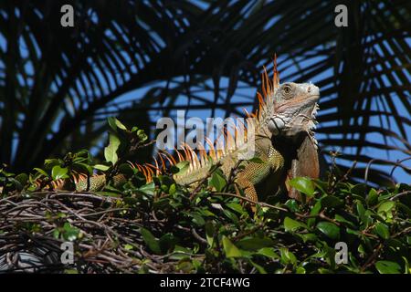 Großer grüner und orangener Leguan, der sich auf der Laubhecke vor der Silhouette von Palmen und blauem Himmel im Hintergrund sonnt, Florida Keys Stockfoto