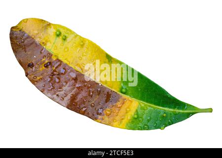 Buntes gefallenes Blatt mit Wassertropfen isoliert auf weißem Hintergrund Stockfoto