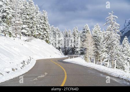 Malerische, verschneite Straße im Winter mit Kiefern Stockfoto