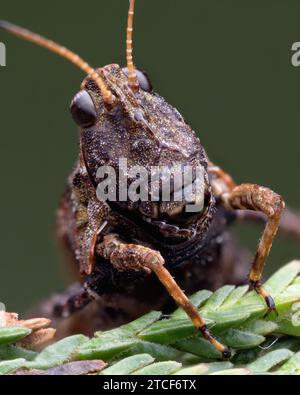 Nahaufnahme eines Common Groundhopper (Tetrix undulata). Tipperary, Irland Stockfoto