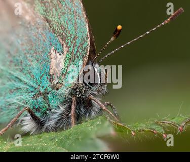 Nahaufnahme eines Green Hairstreak Schmetterlings (Callophrys rubi). Tipperary, Irland Stockfoto