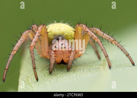 Gurke Grüne Kugel Spinne (Araniella sp.) Auf Blatt ruhen. Tipperary, Irland Stockfoto