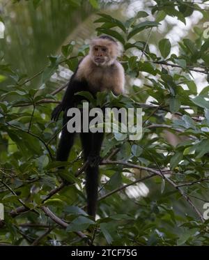 Ein Weißkopfaffe (Kapuziner) in einem Laubbaum in Costa Rica Stockfoto