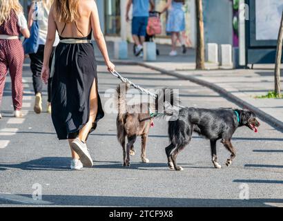 Frau mit zwei metis-Hunden an der Leine, die auf der Fußgängerzone der Victory Street (Calea Victoriei) in Bukarest, Rumänien, laufen. Stockfoto