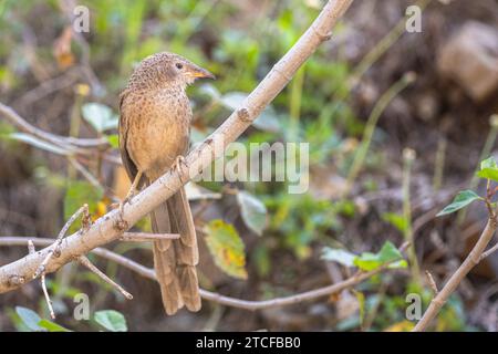 Der arabische Babbler, Turdoides Squamiceps. Stockfoto