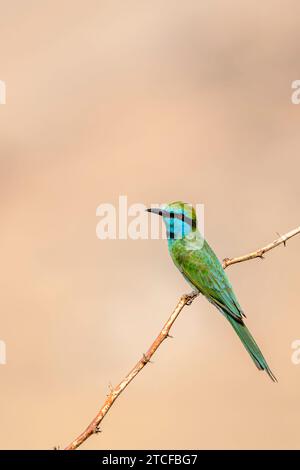 Arabische grüne Bienenfresser, Merops Cyanophrys Stockfoto