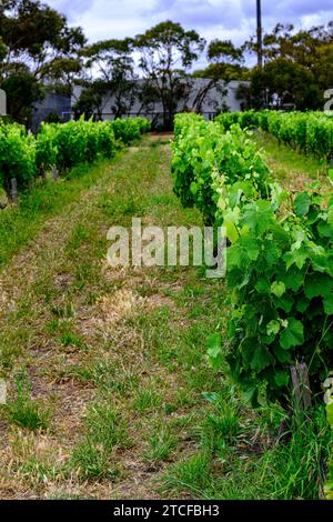 Weinberge befinden sich in der gesamten McLaren Vale Region in der Nähe von Adelaide Australia Stockfoto