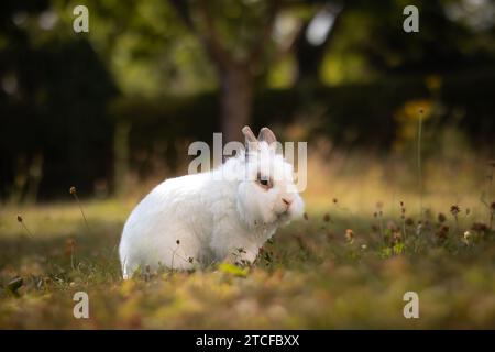 Weißes Löwenkopf-Kaninchen mit Mähne auf dem Gras im Garten. Niedlicher Haushase draußen auf einer Wiese. Stockfoto