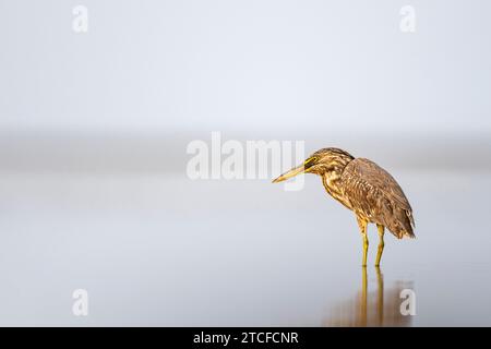 Gestreifter Reiher, Butorides striata. Silhouette eines Vogels im Wasser. Rotes Meer, Saudi-Arabien. Stockfoto