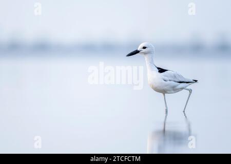 Krabbenpfeifer, Dromas Ardeola. Silhouette eines Vogels im Wasser. Rotes Meer, Saudi-Arabien. Stockfoto
