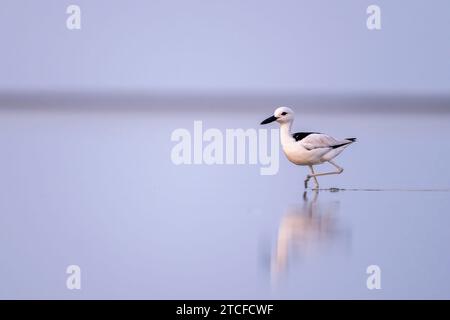 Krabbenpfeifer, Dromas Ardeola. Silhouette eines Vogels im Wasser. Rotes Meer, Saudi-Arabien. Stockfoto