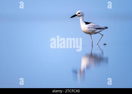 Krabbenpfeifer, Dromas Ardeola. Silhouette eines Vogels im Wasser. Rotes Meer, Saudi-Arabien. Stockfoto