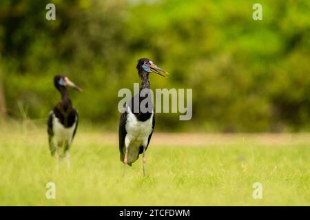 Abdimstorch, Ciconia abdimii. Saudi-Arabien Stockfoto