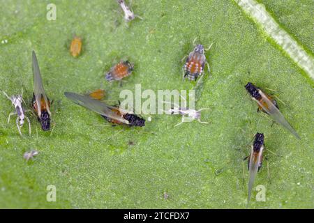 Kolonie von Baumwollblattlaus (auch Melonenblattlaus und Baumwollblattlaus genannt) - Aphis gossypii auf einem Paprikablatt aus dem Garten. Stockfoto
