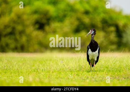 Abdimstorch, Ciconia abdimii. Saudi-Arabien Stockfoto