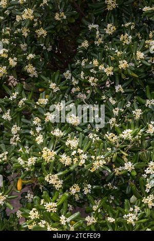 Chinesischer Klebsame, Pittosporum tobira, australischer Lorbeer, japanischer Pittosporum, Pseudoorange, Japanisches Käseholz, Pittosporum du Japon, Pittospore Stockfoto