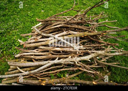 Trockene Äste, Holz im Hof. Feuerholz für ein Feuer im Hof. Stockfoto