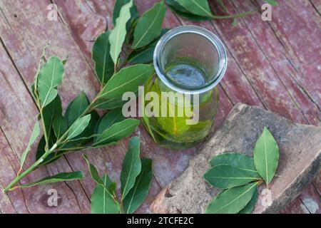 Lorbeer-Tinktur, Lorbeertinktur, Tinktur, alkoholischer Auszug, Tinkturen, Lorbeerbaum, Lorbeer-Baum, Echter Lorbeer, Edel-Lorbeer, Edler Lorbeer, Ge Stockfoto