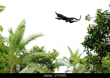 Ugandan Red Colobus (Procolobus tephrosceles) in der Luft, in der Mitte eines großen Sprungs zwischen zwei Bäumen. Bigodi Swamp, Uganda Stockfoto