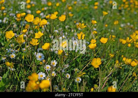 Scharfer Hahnenfuß, Ranunkulus acris, im Frühling Stockfoto