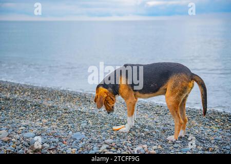 Wunderschöner reinrassiger Hund am Strand Spaziergänge Stockfoto