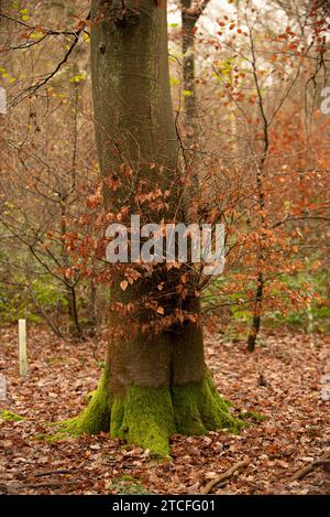 Gehen Sie auf einem Waldweg, und folgen Sie meinem Auge, was Sie erfassen können Stockfoto